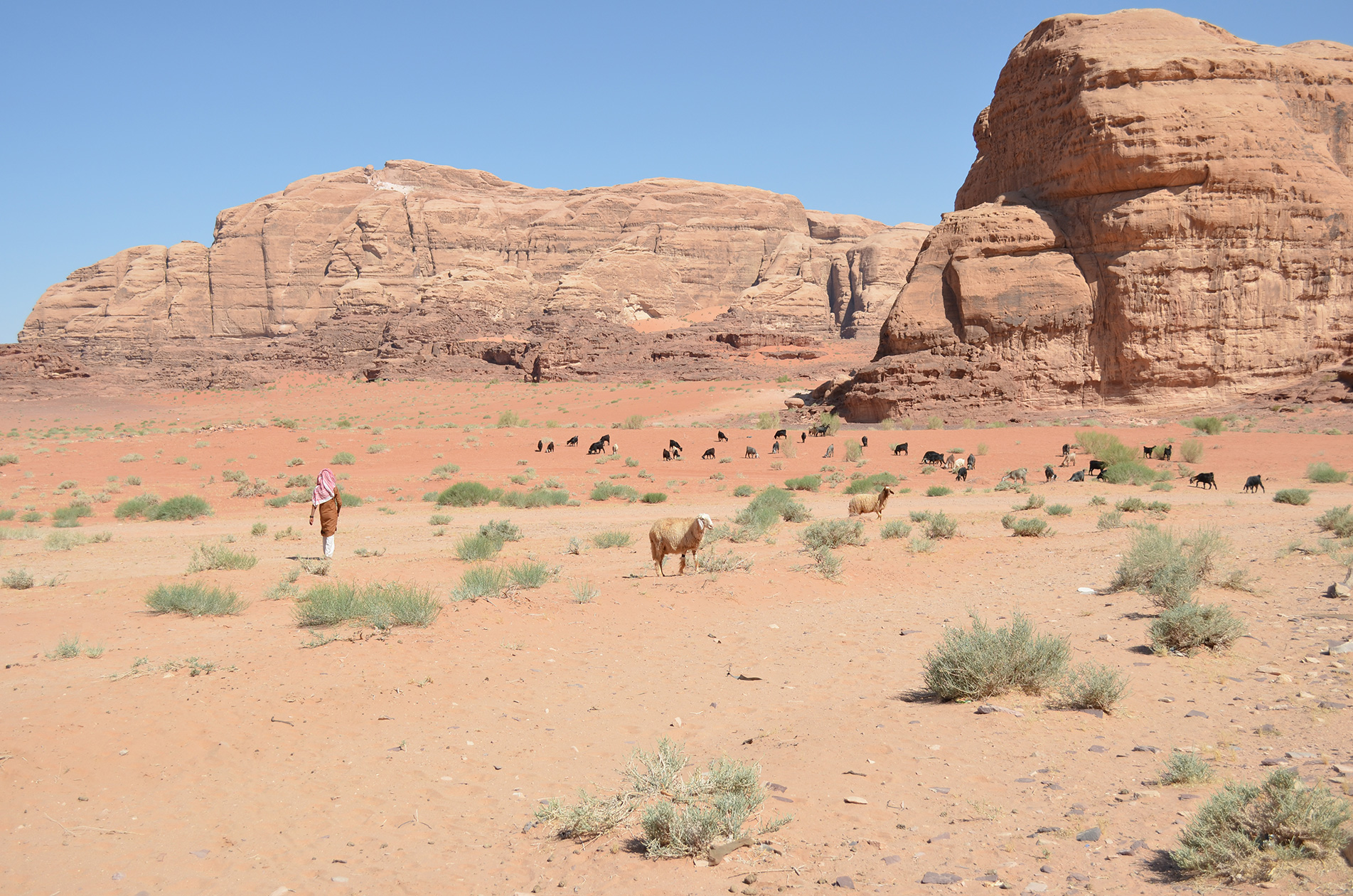 Bedouin life